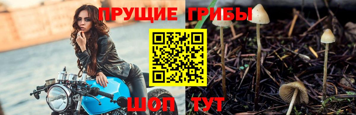 Тамбов  Галлюциногенные грибы прущие грибы  Вход с VPN 
